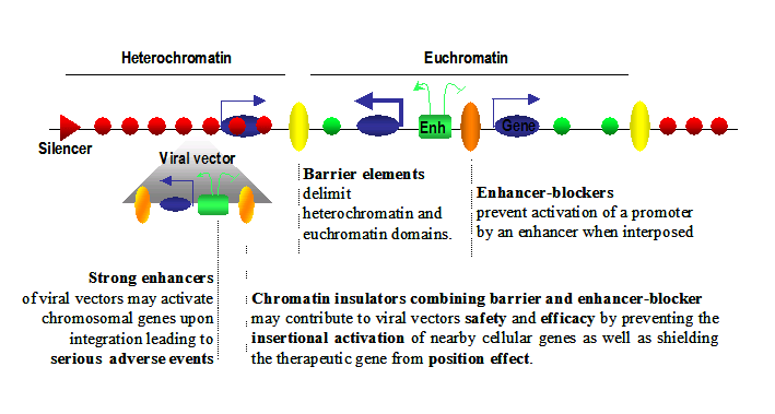 Chromatin Insulators