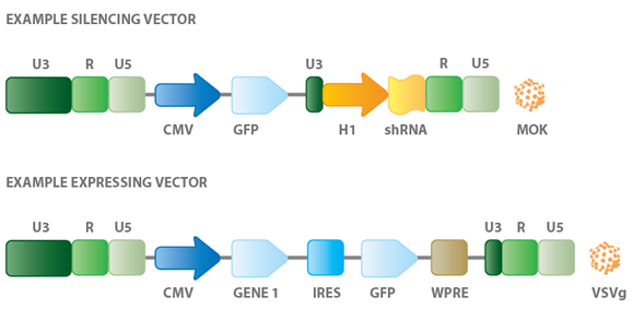Lentiviral Vector | Gene Therapy Review