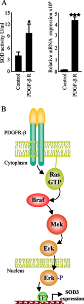 PDGF Receptor Signaling