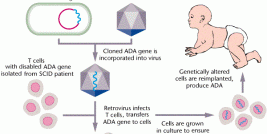 ADA-SCID Gene Therapy