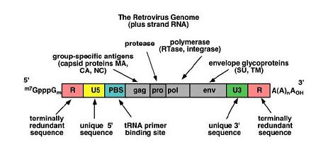 Retroviral Vector | Gene Therapy Review